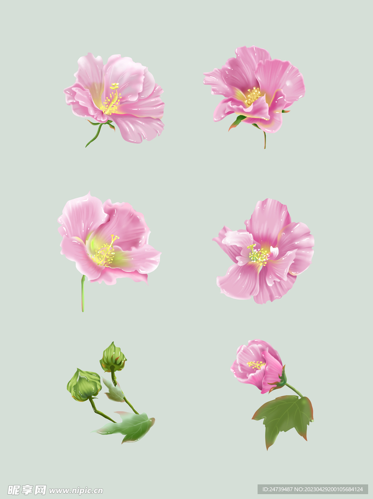 芙蓉花