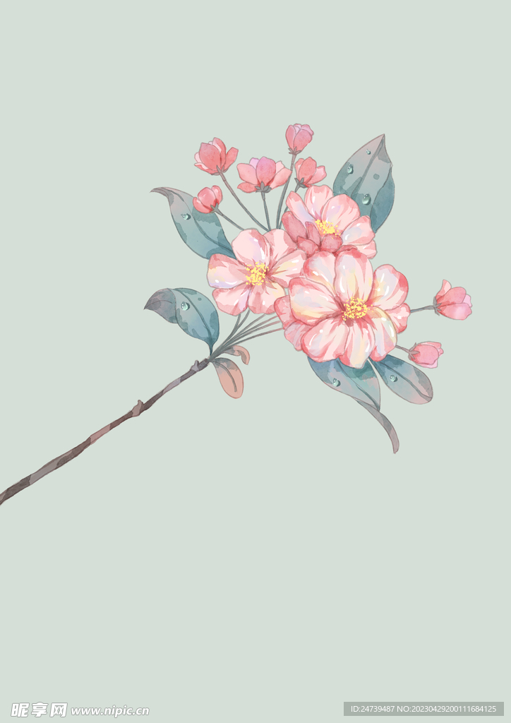 海棠