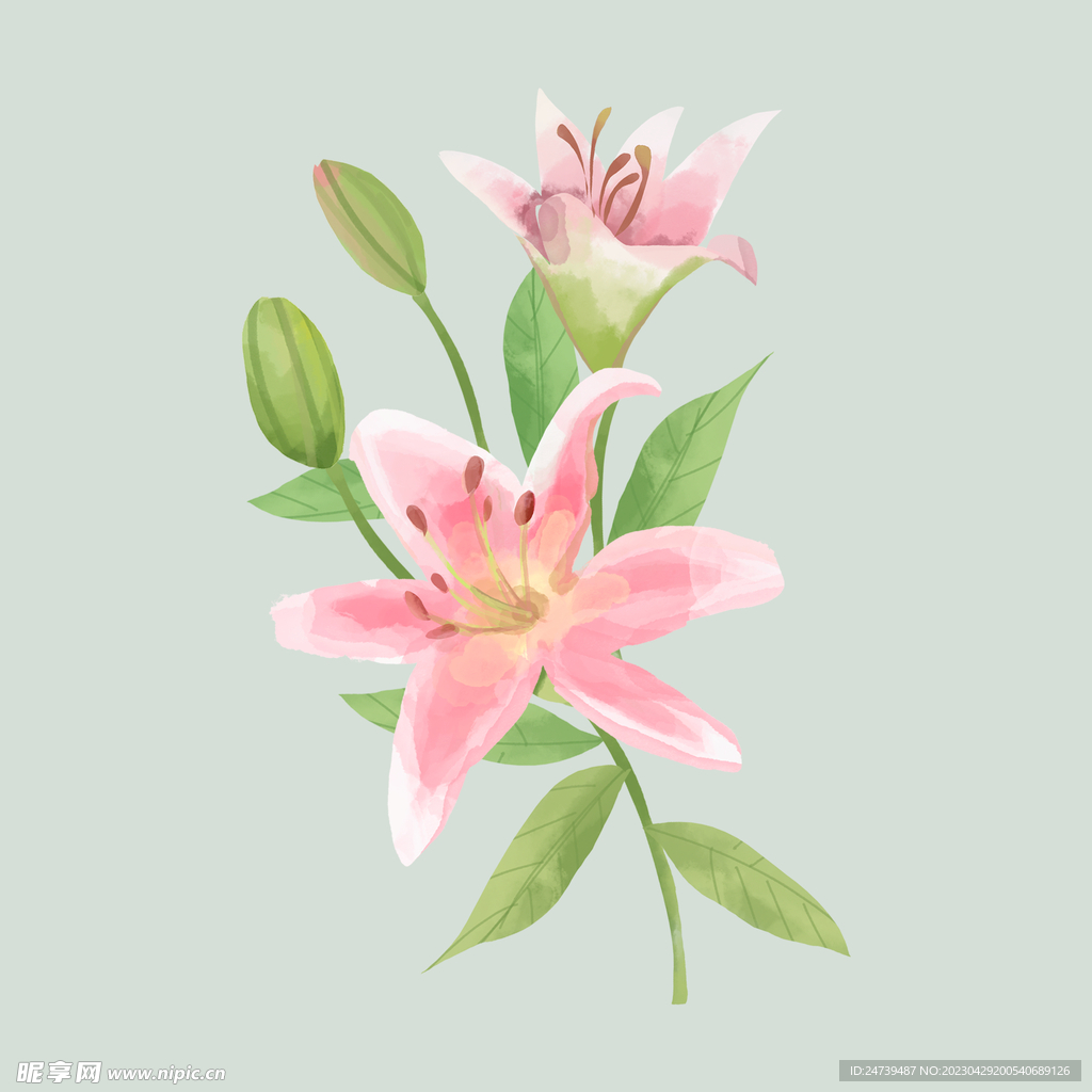 百合