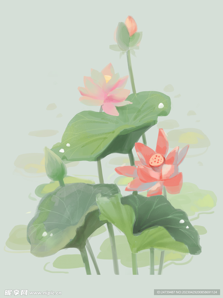 荷花