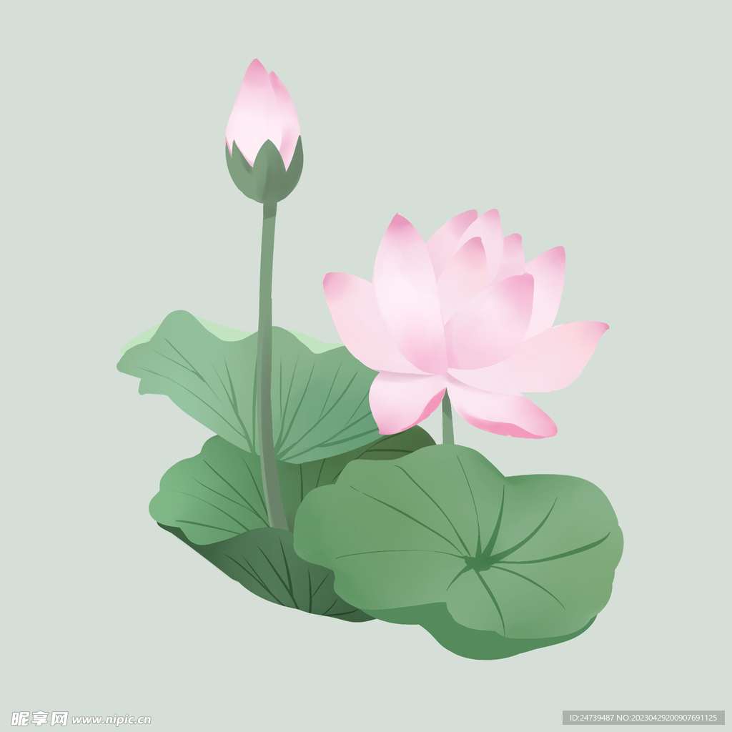 荷花