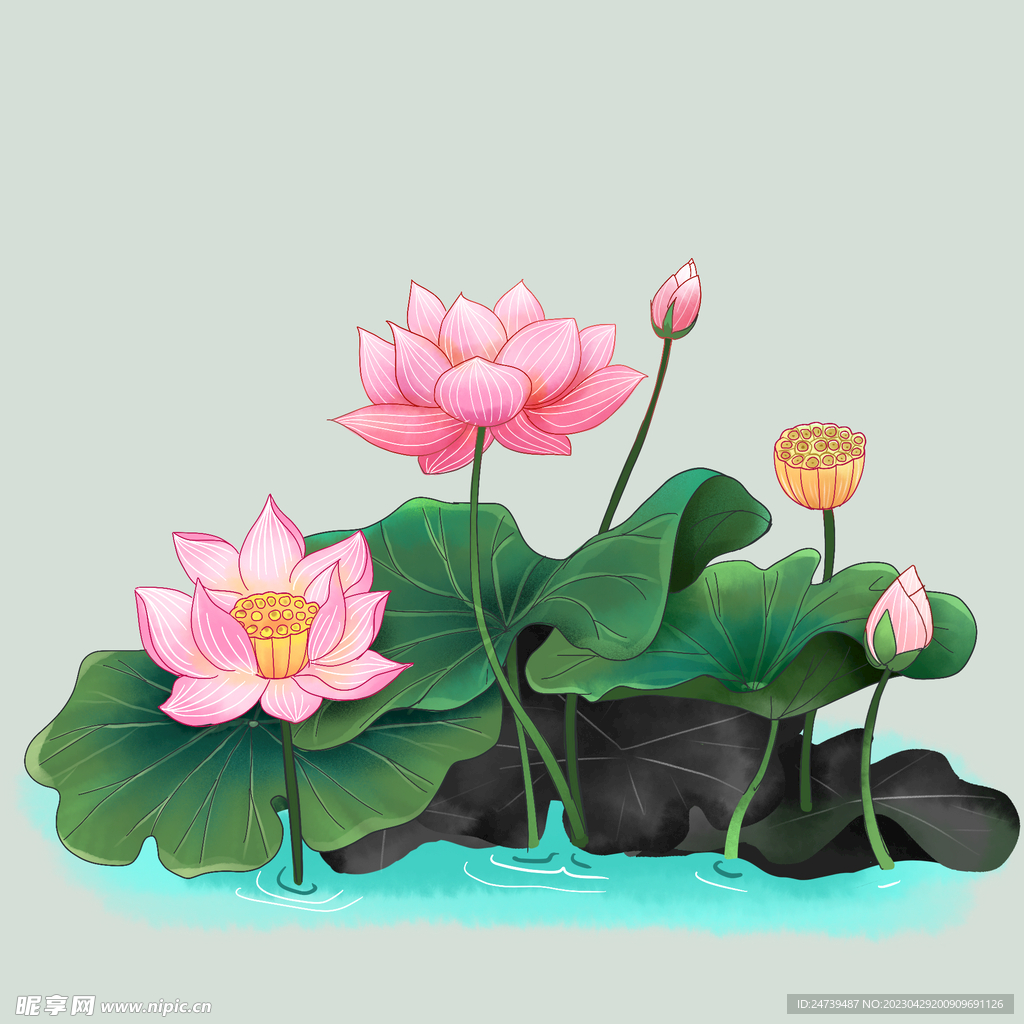 荷花