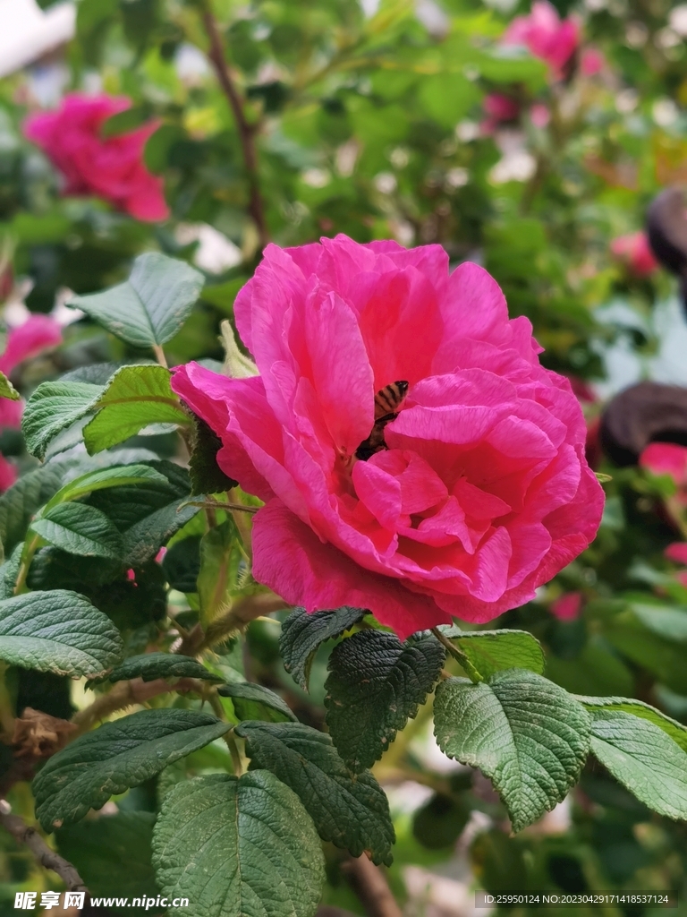 玫瑰花
