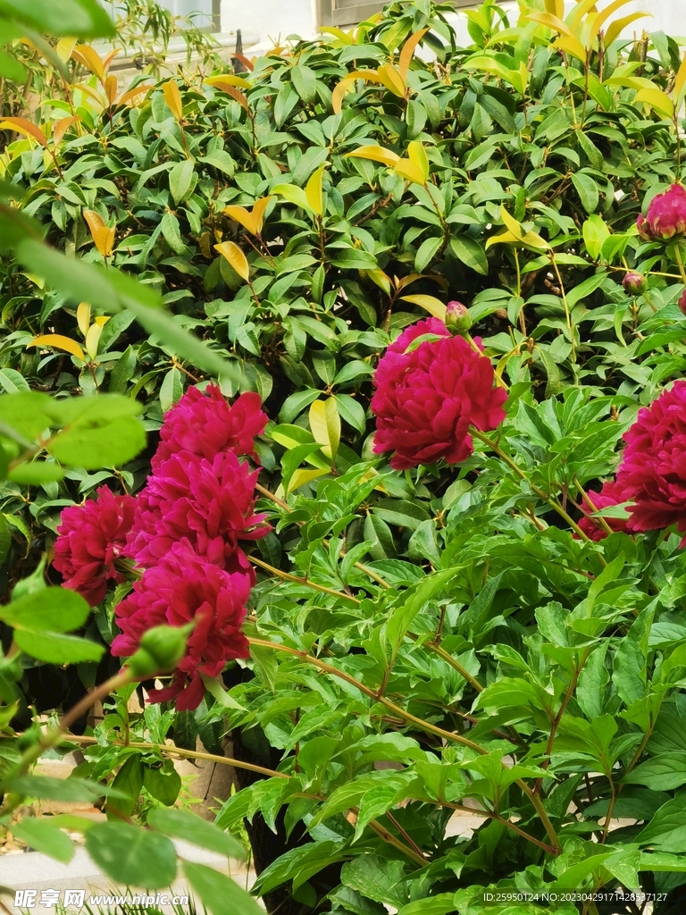 芍药