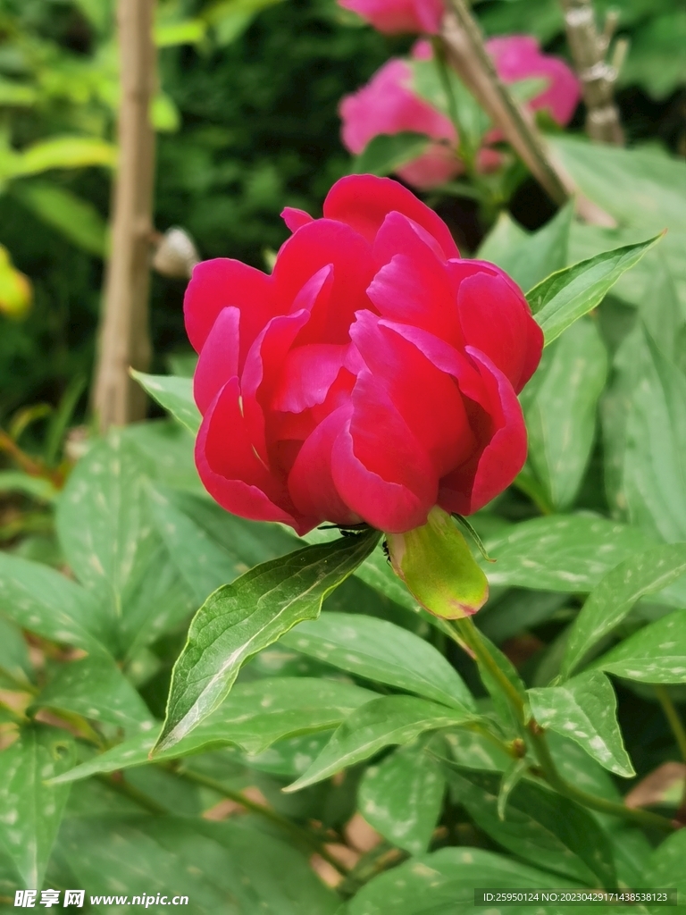 芍药 