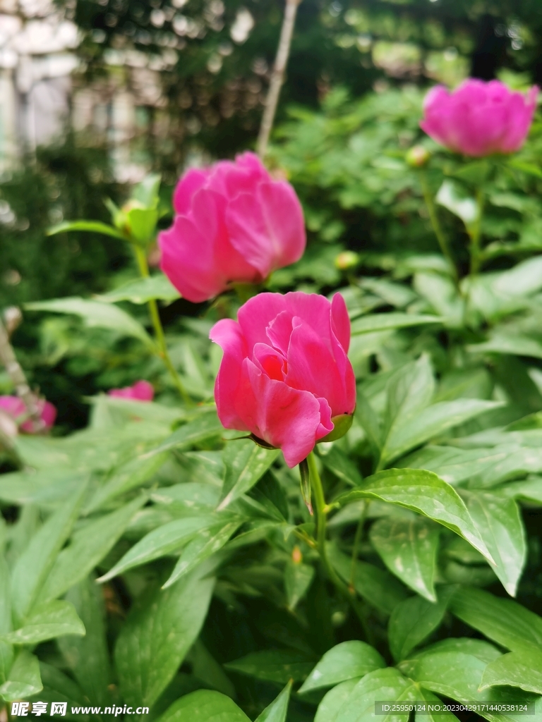 芍药