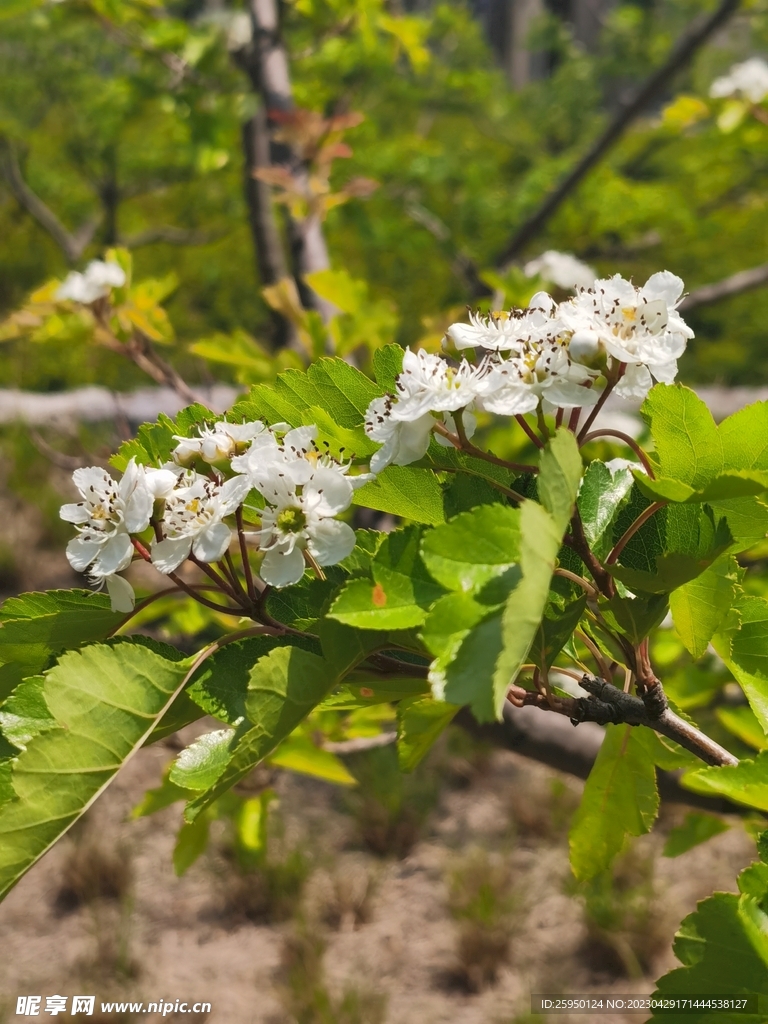 山楂花