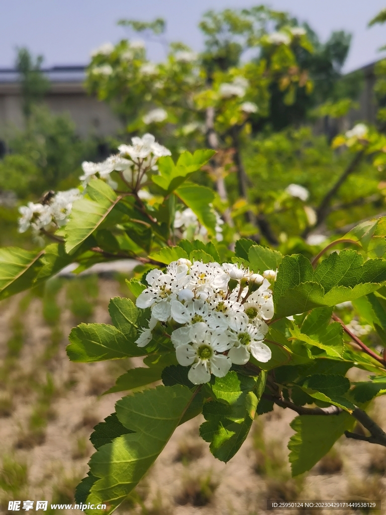 山楂花