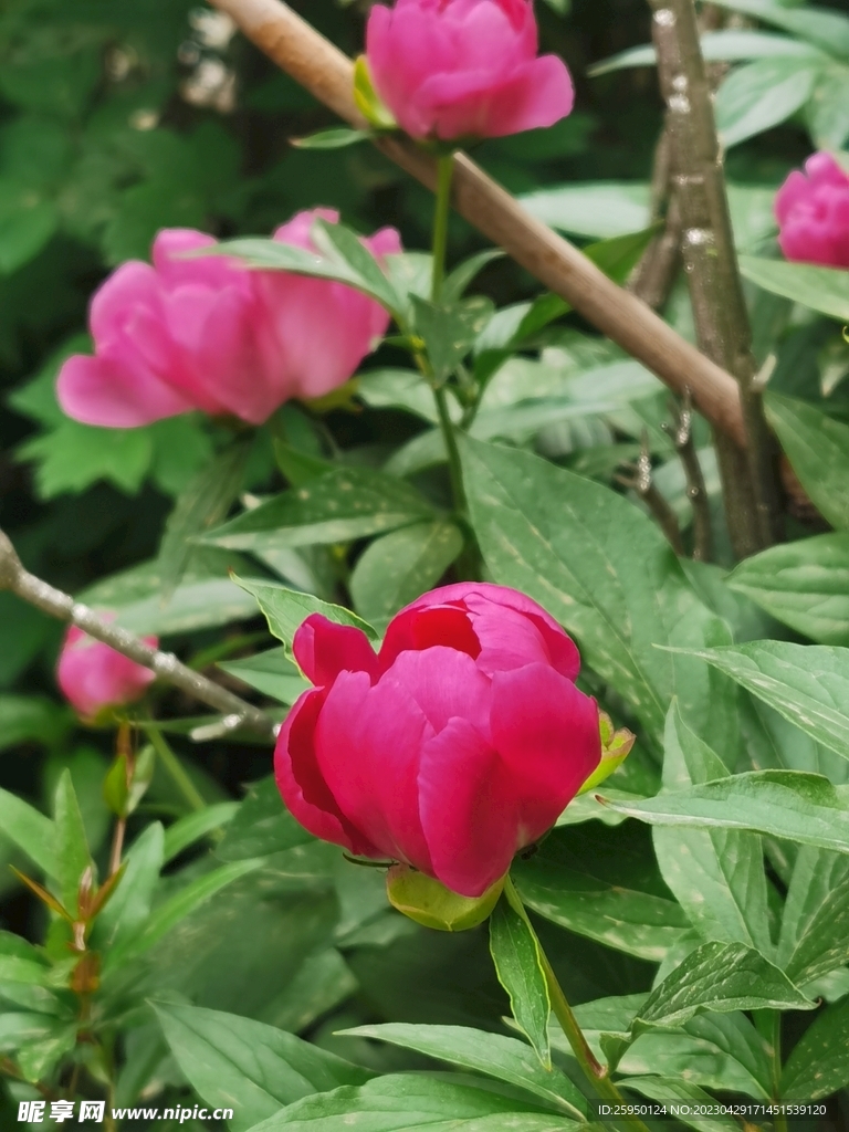 芍药