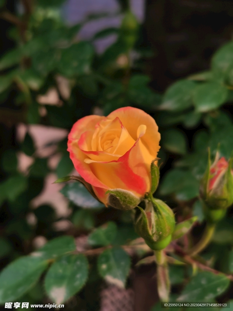 玫瑰花
