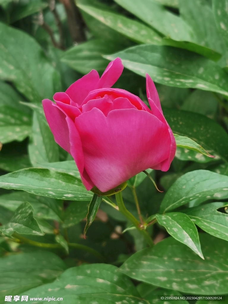 芍药