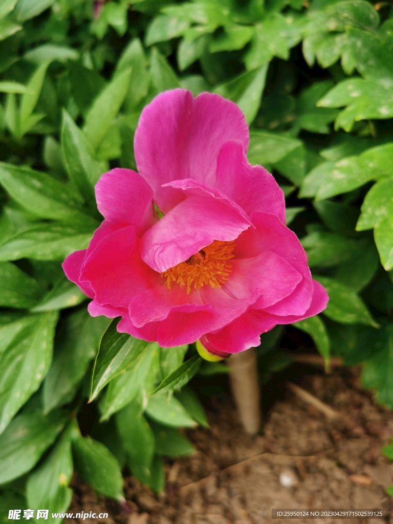 芍药