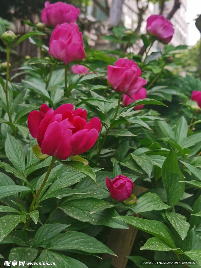 芍药