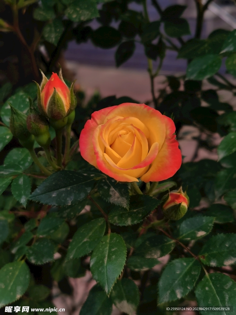 玫瑰花