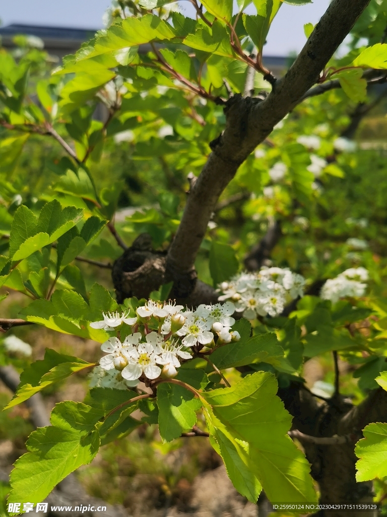 山楂花