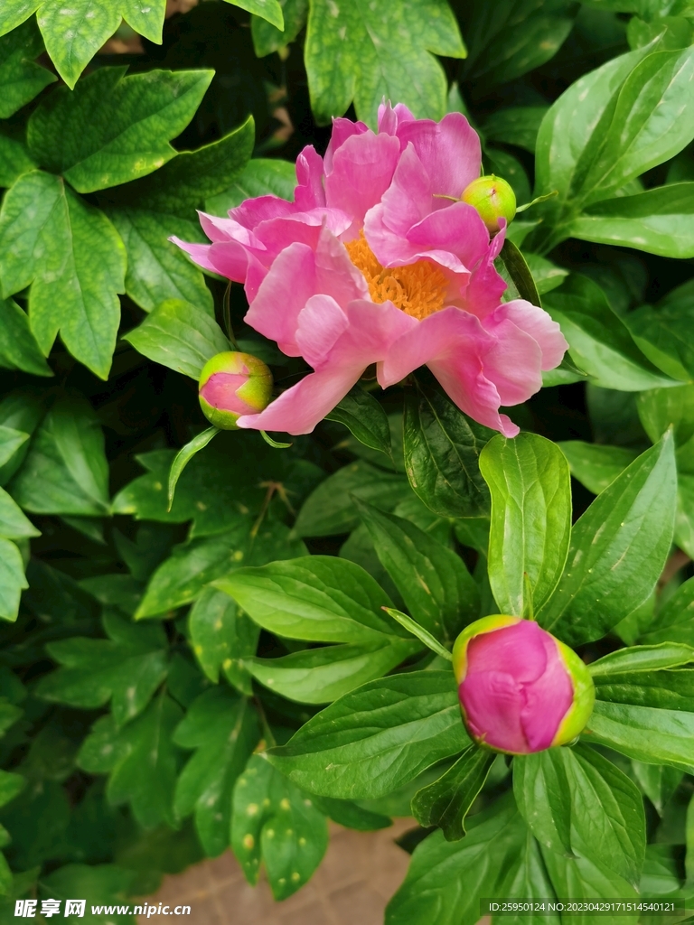 芍药