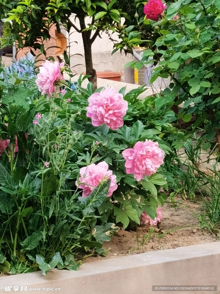芍药