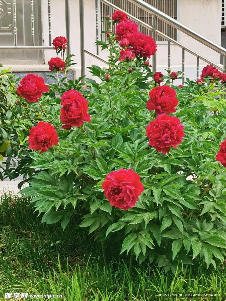 芍药