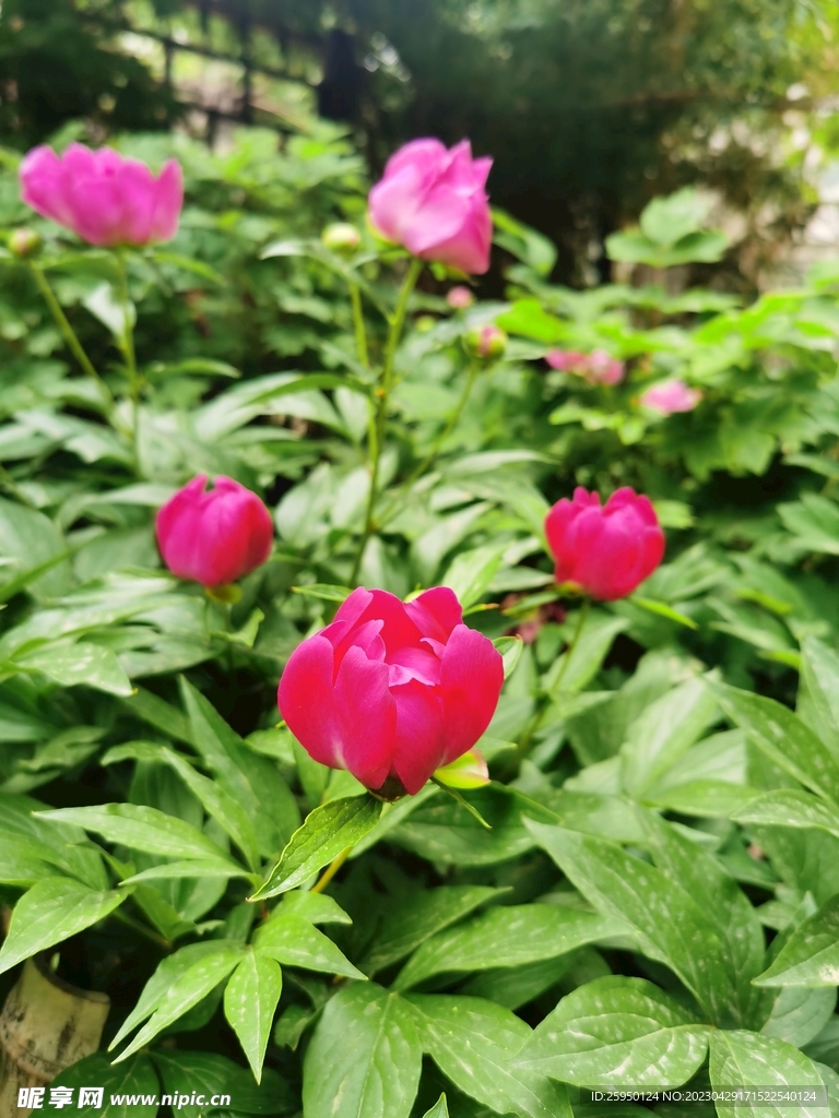 芍药