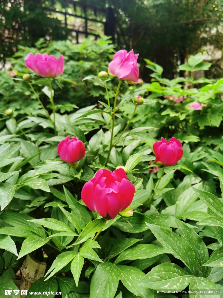 芍药