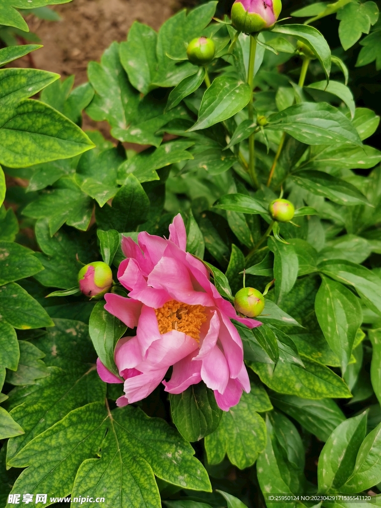 芍药