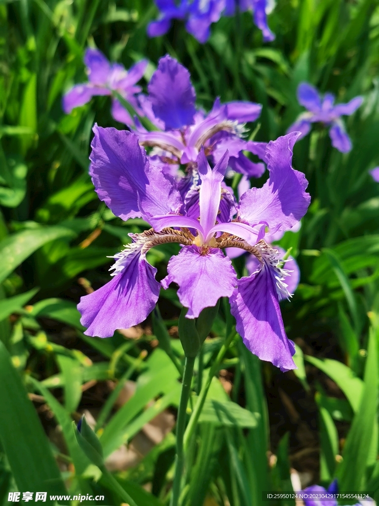 鸢尾花