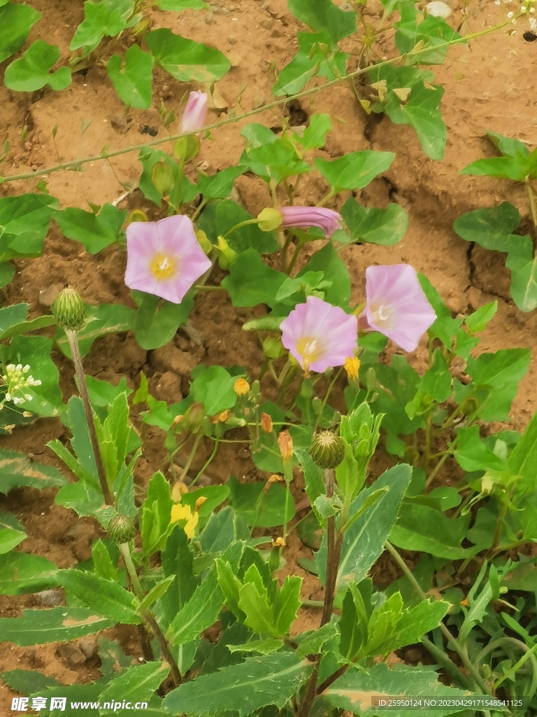 牵牛花