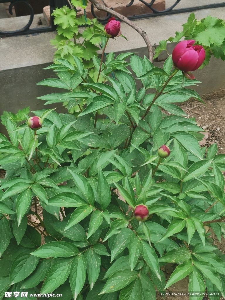 芍药