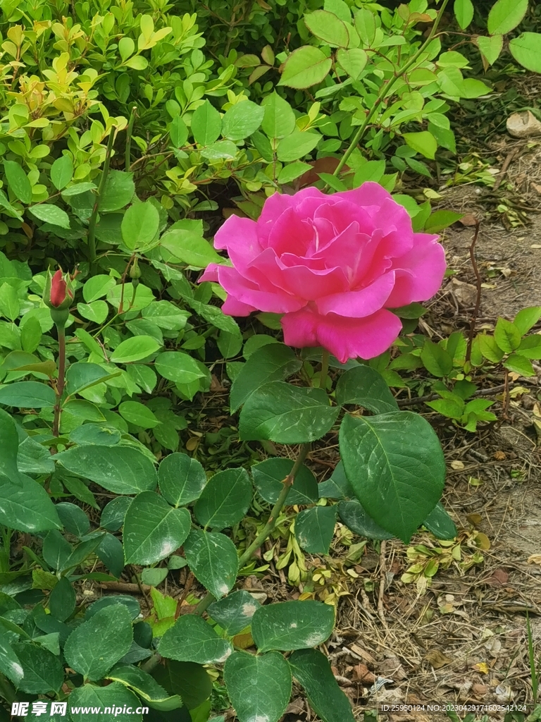 芍药