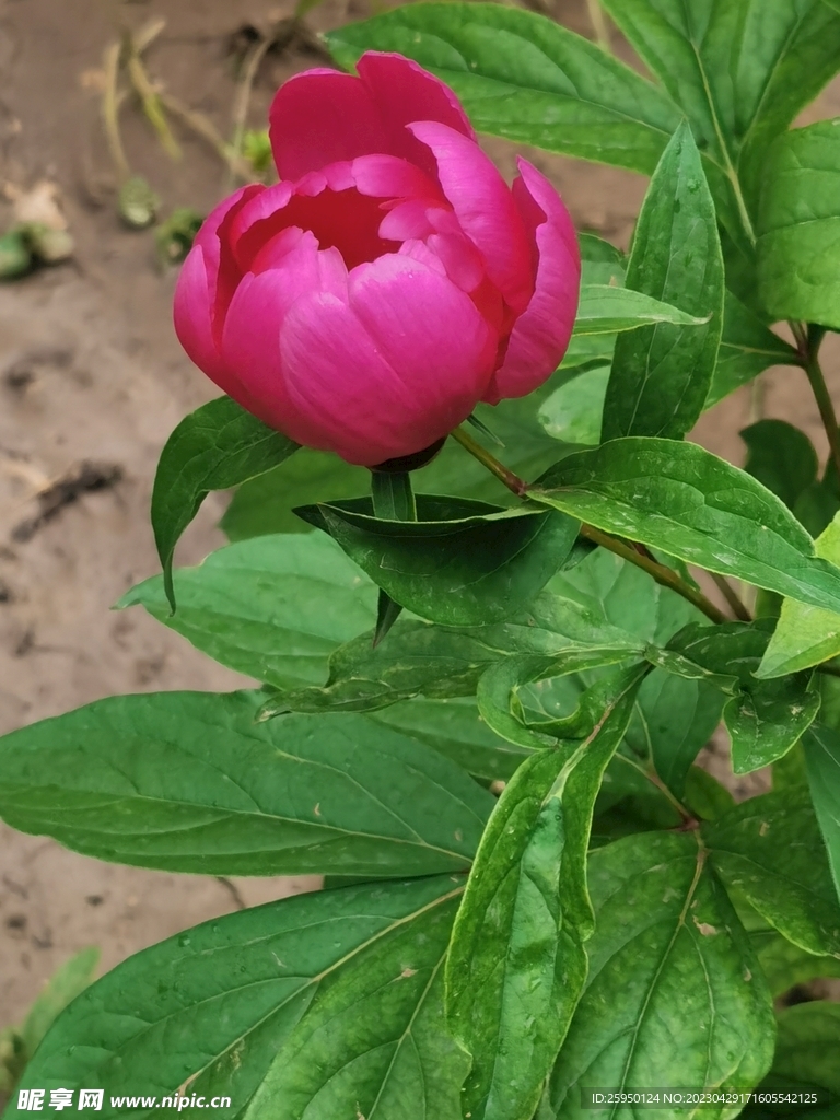 芍药