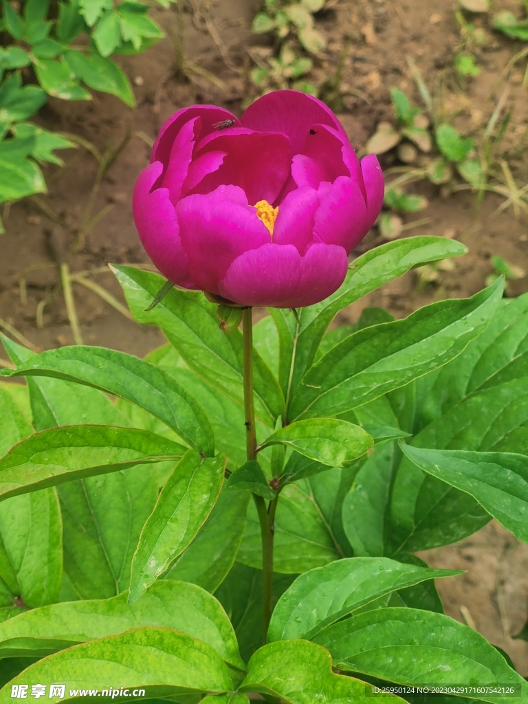 芍药