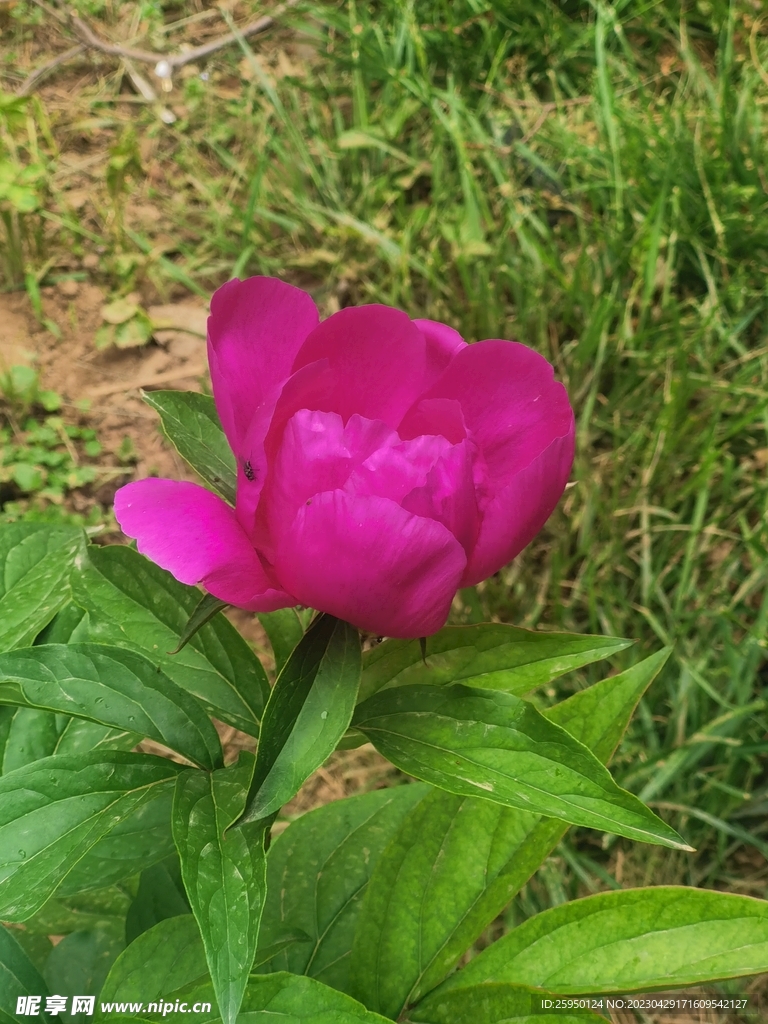 芍药