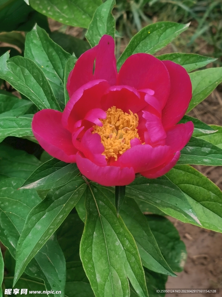芍药