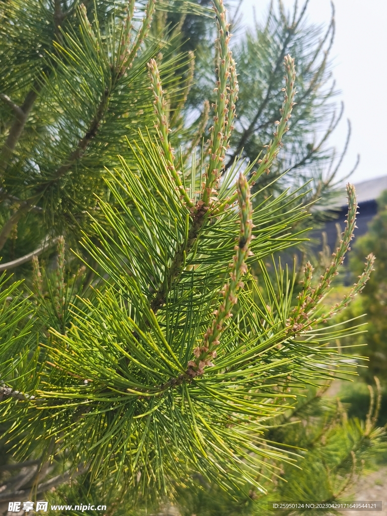松茸