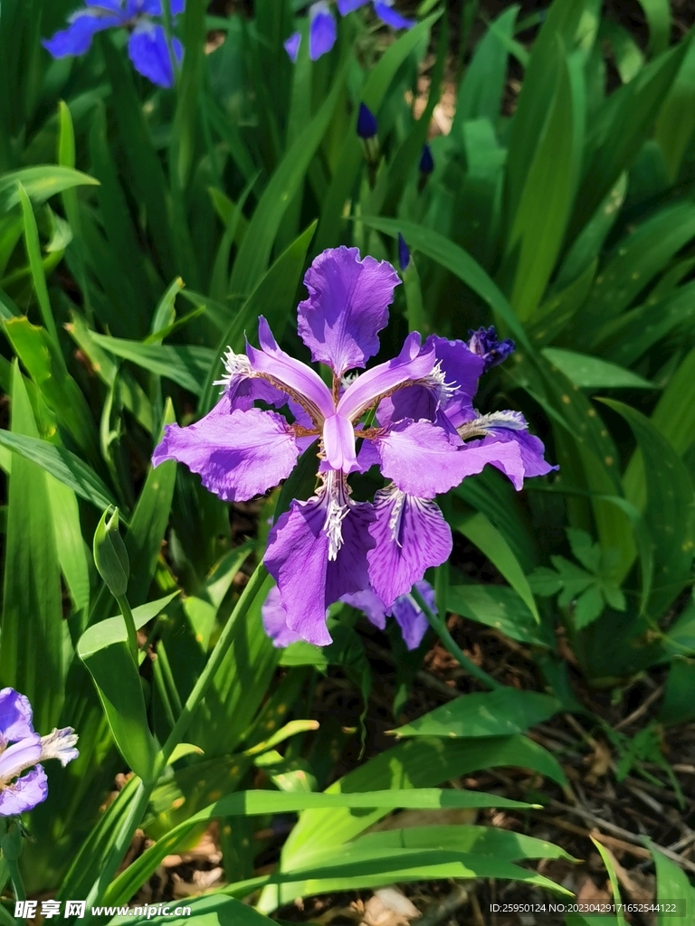 鸢尾花