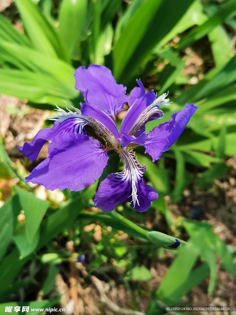 鸢尾花