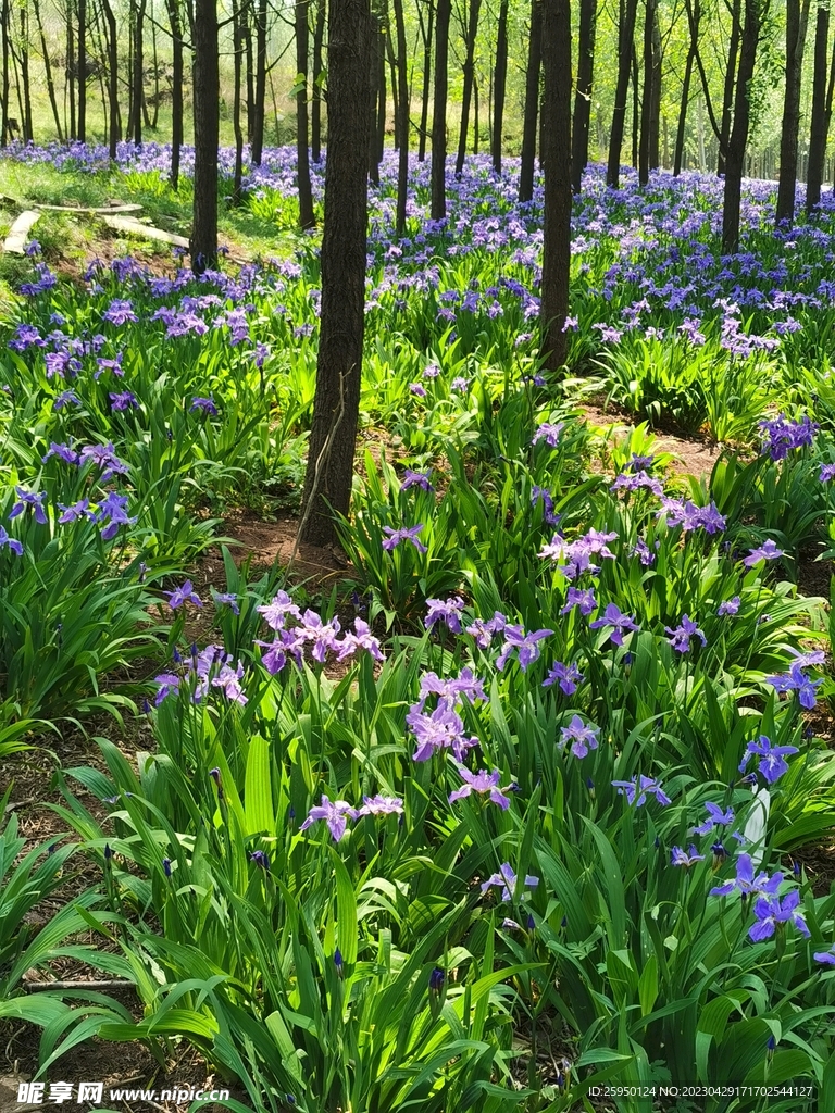 鸢尾花