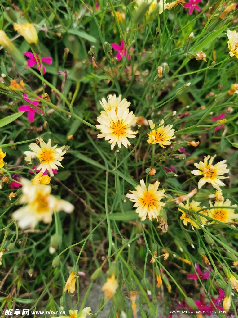 苦荬花