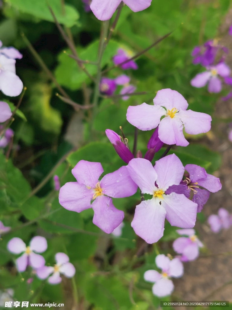 诸葛菜