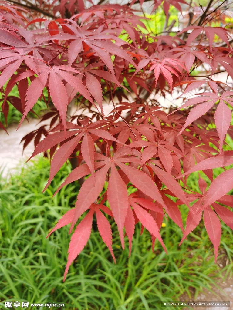 红枫