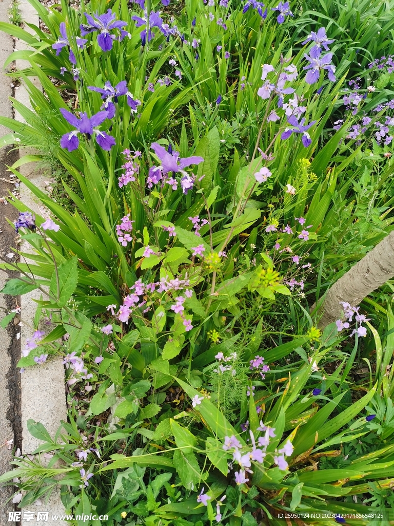 鸢尾花