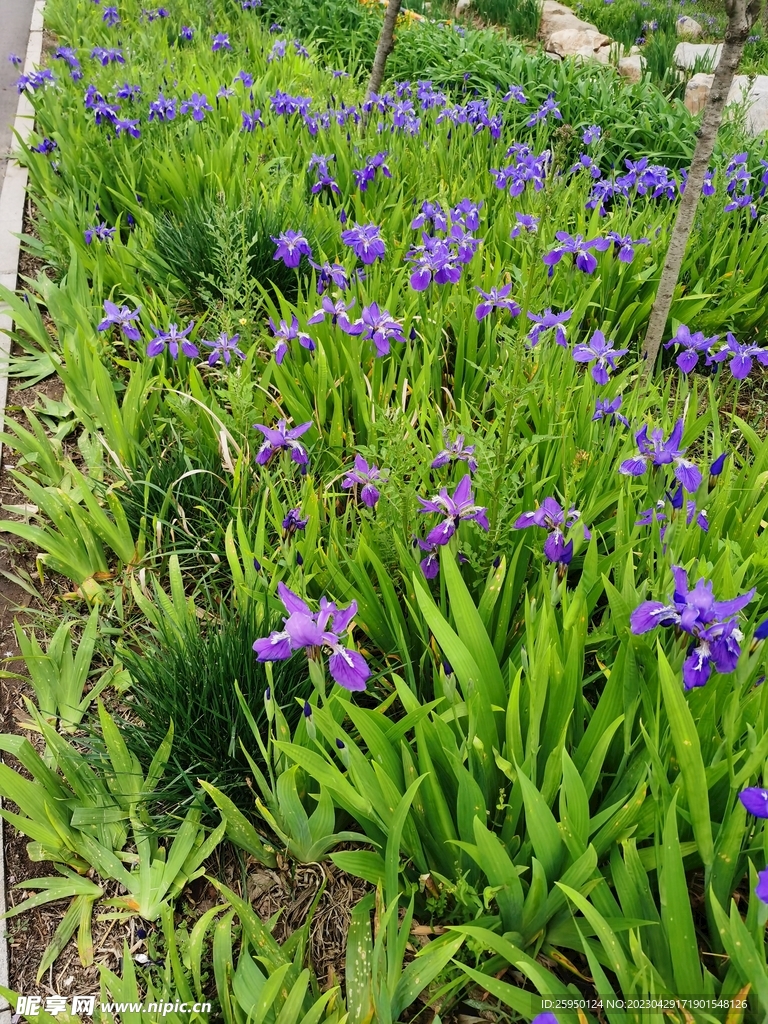 鸢尾花