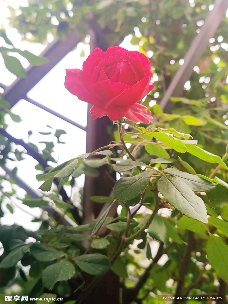 玫瑰
