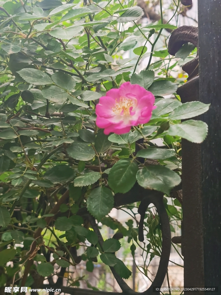玫瑰