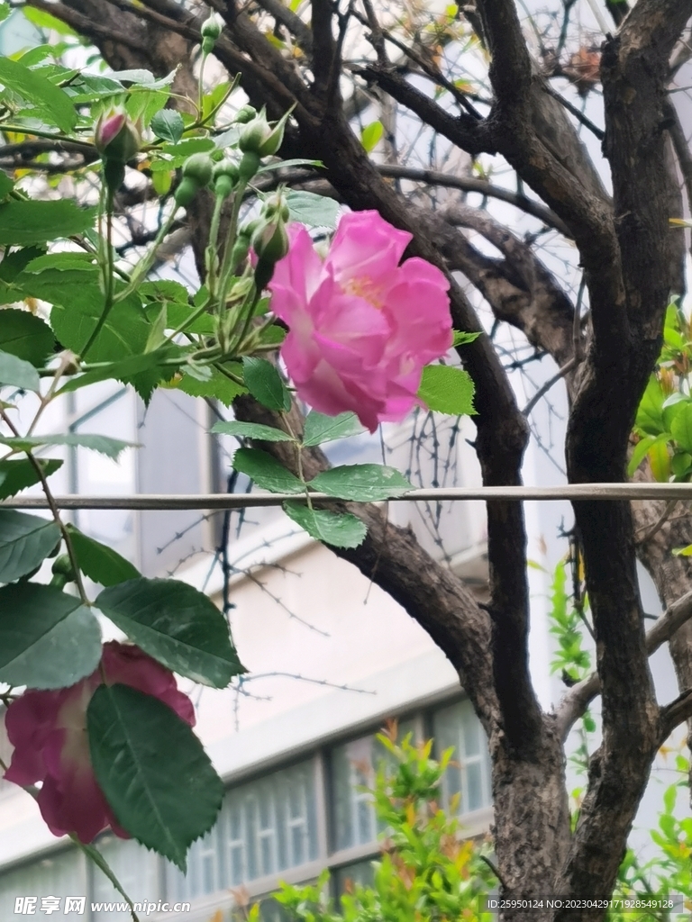 玫瑰