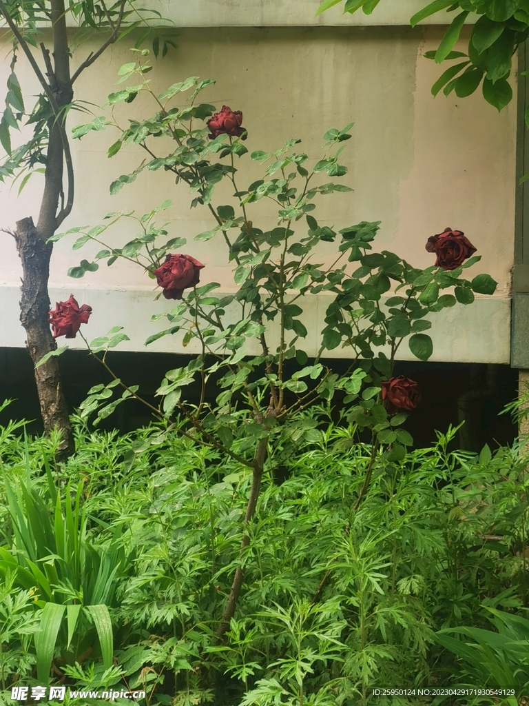 玫瑰花