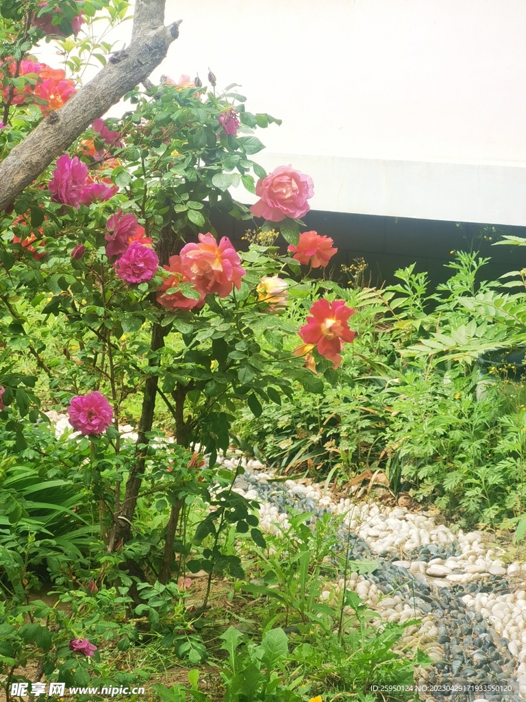 玫瑰