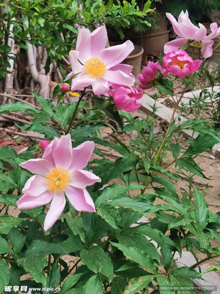 芍药