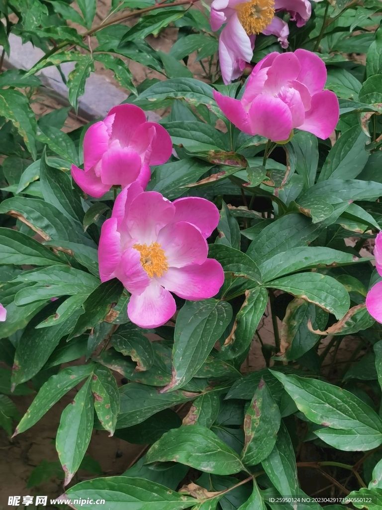 芍药