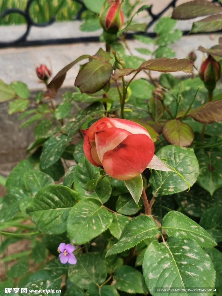 玫瑰花